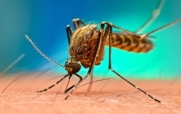 Pest Control Technician