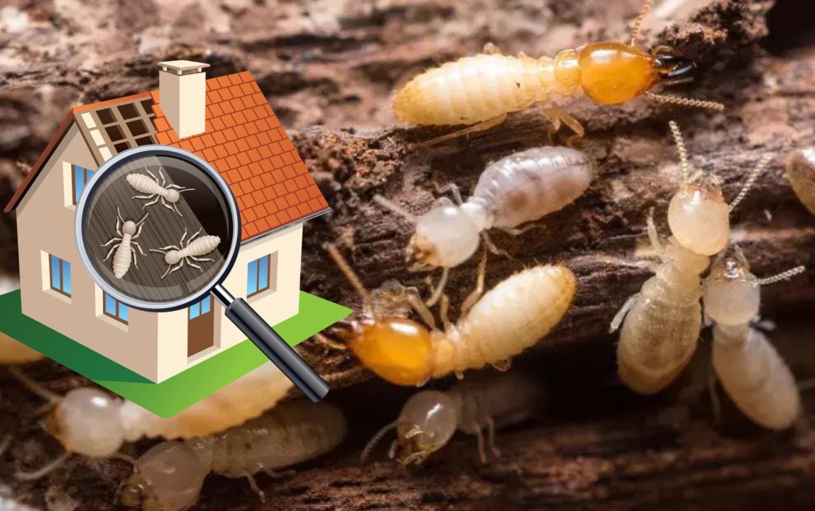 Termite Pest Control